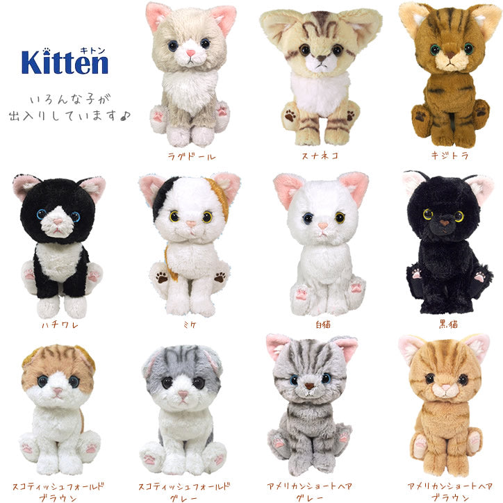 敬老 ギフト 傘寿 米寿 金茶 長寿 ぬいぐるみ 花 黒猫/白猫/キジトラ/スナネコ/ミケ/スコティシュフォールド/アメリカンショートヘア/ラグドール/ハチワレ/茶トラ - いつまでもお元気で:ミニバルーン花束ブーケ付キトン